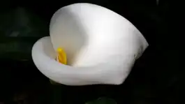 Cala Lily, Bembridge House, Long Beach, CA
